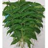 neem