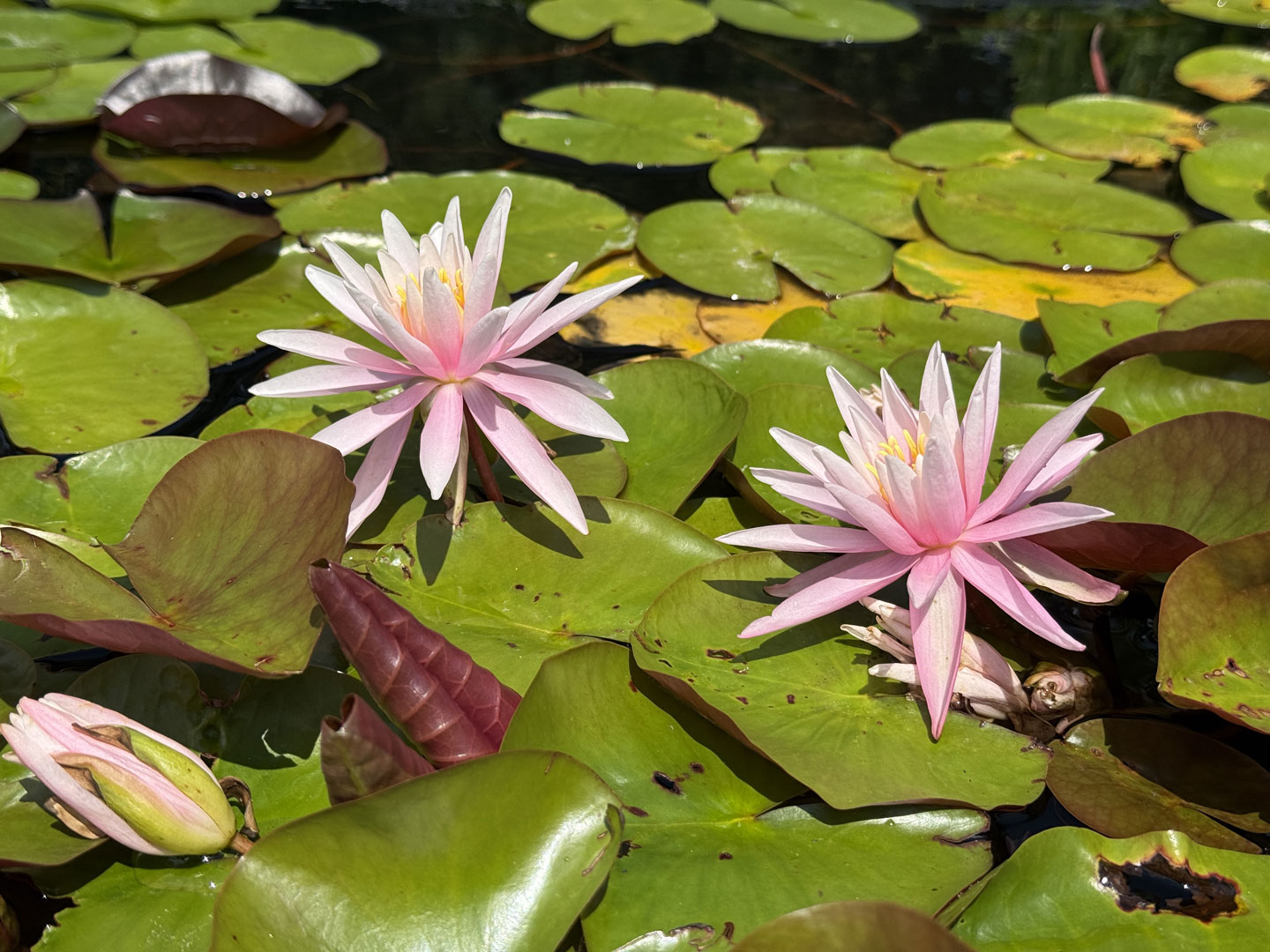 Nymphaea American Star ISG