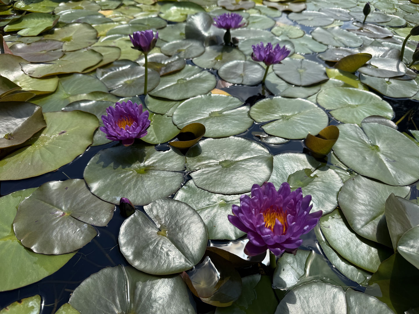 Nymphaea Purple Cup ISG