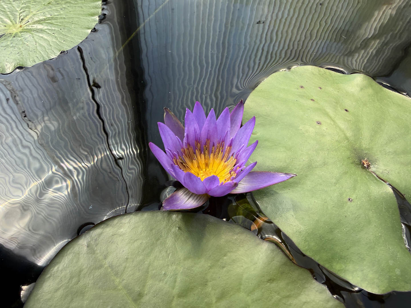 Nymphaea King of The Blues