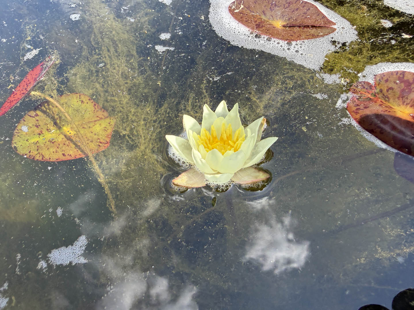 Nymphaea pygmaea Helvola