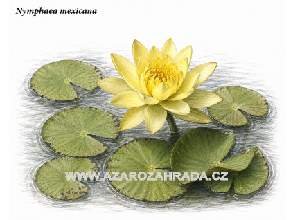 1112 nymphaea mexicana
