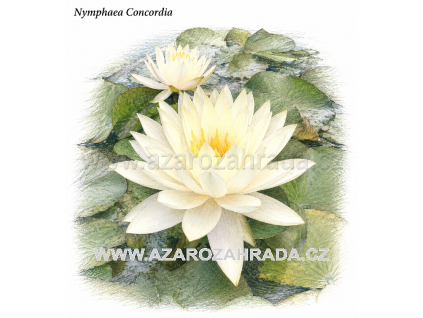 Nymphaea concordia