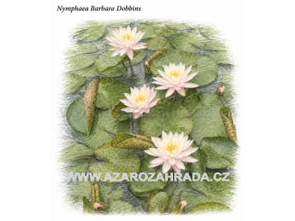 Nymphaea barbara Dobbins