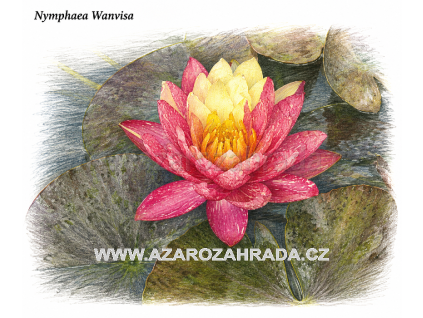 Nymphaea wanvisa