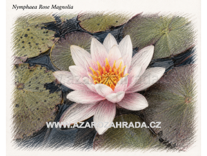 Nymphaea rose Magnolia
