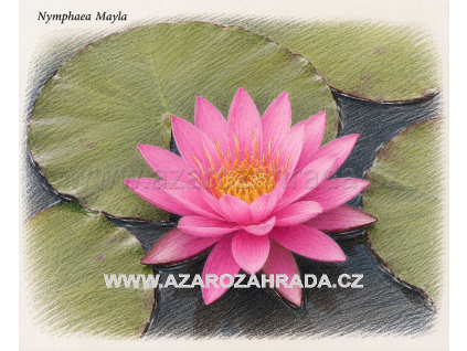 Nymphaea mayla