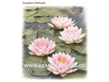 Nymphaea hollandia
