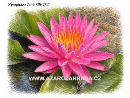 Nymphaea pink Silk ISG
