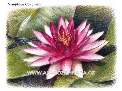 Nymphaea conqueror