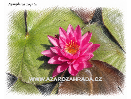 Nymphaea yogi Gi