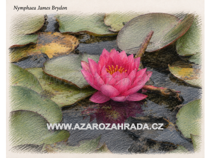Nymphaea james Brydon