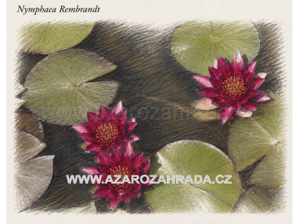 Nymphaea rembrandt