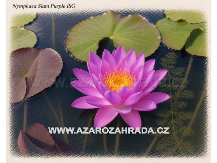 Nymphaea siam Purple ISG