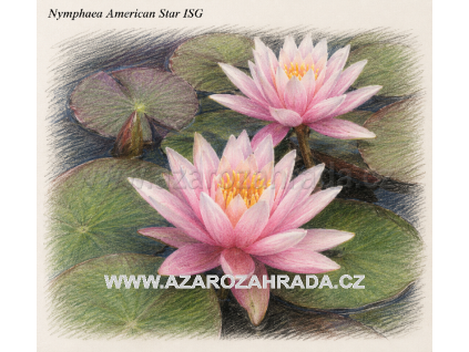 Nymphaea american Star ISG