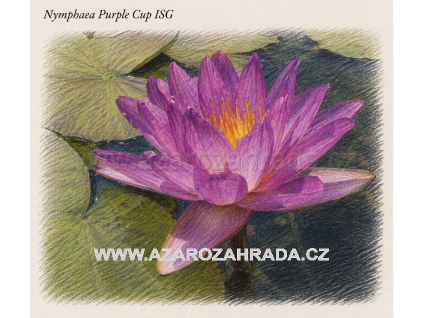 Nymphaea purple Cup ISG