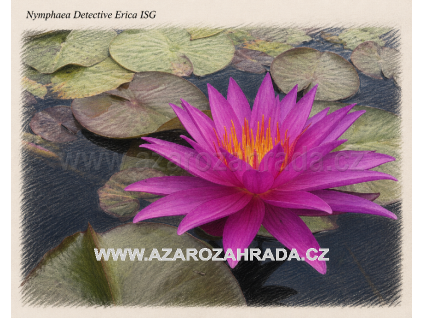 Nymphaea detective Erica ISG