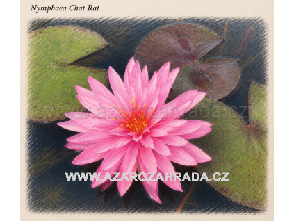 Nymphaea chat Rat