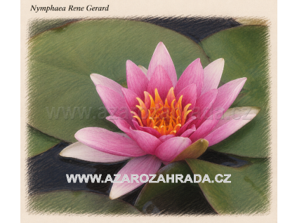 Nymphaea rene Gerard