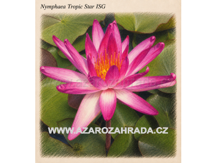 Nymphaea tropic Star ISG