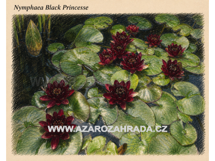 Nymphaea black Princesse