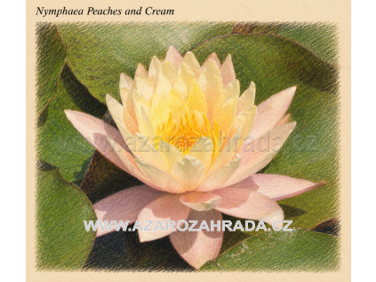 Nymphaea peaches And Cream