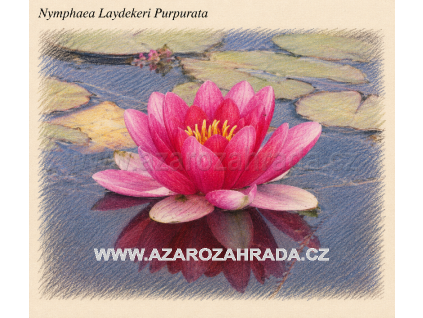 Nymphaea laydekeri Purpurata