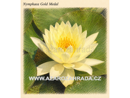 Nymphaea gold Medal