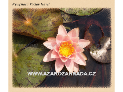 Nymphaea Vaclav Havel