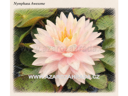 Nymphaea awesome