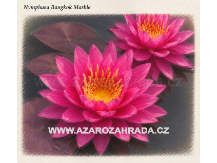 Nymphaea bangkok Marble