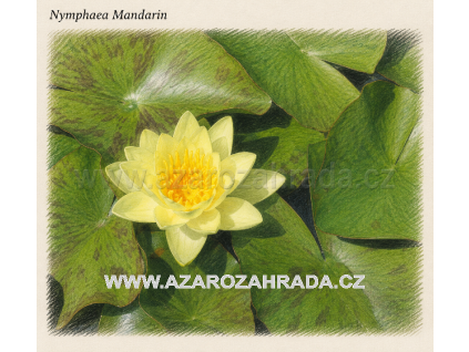 Nymphaea mandarin