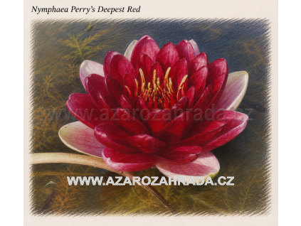 Nymphaea perrys Deepest Red