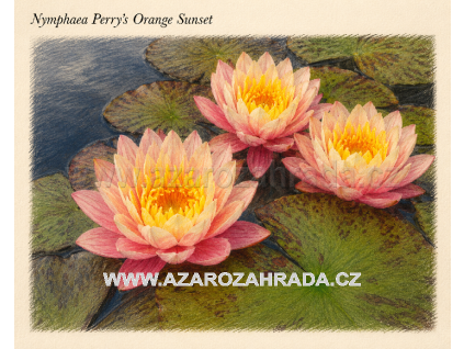 Nymphaea perrys Orange Sunset
