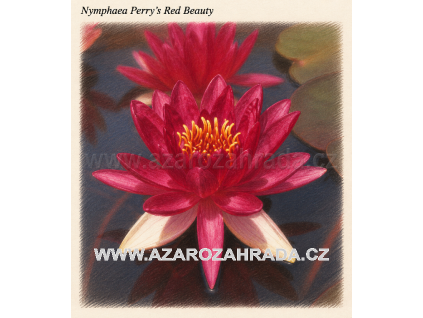 Nymphaea perrys Red Beauty