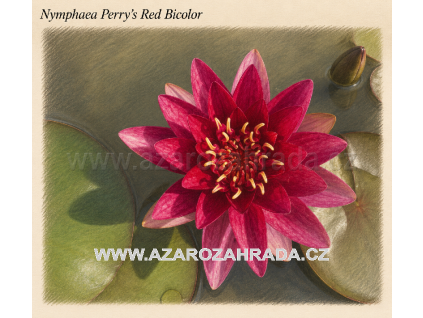 Nymphaea perrys Red Bicolor