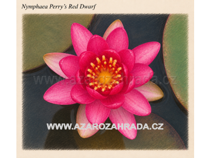 Nymphaea Perrys Red Dwarf
