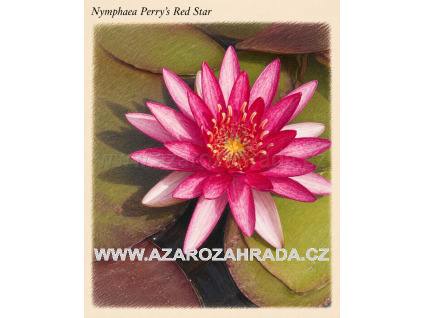 Nymphaea perrys Red Star