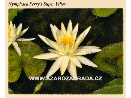 Nymphaea perrys Super Yellow
