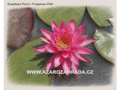 Nymphaea perrys Viviparous Pink