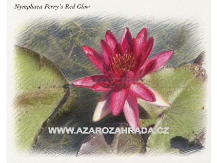 Nymphaea perrys Red Glow