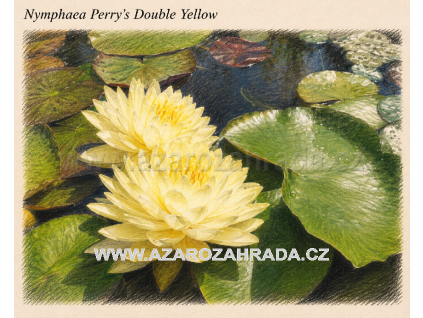 Nymphaea perrys Double Yellow