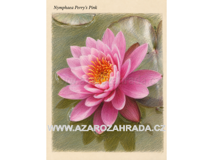 Nymphaea perrys Pink