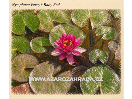 Nymphaea perrys Baby Red