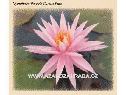 Nymphaea perrys Cactus Pink