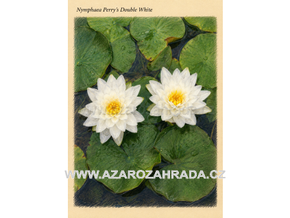 Nymphaea perrys Double White