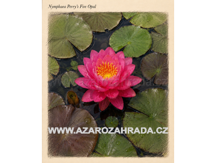 Nymphaea perrys Fire Opal