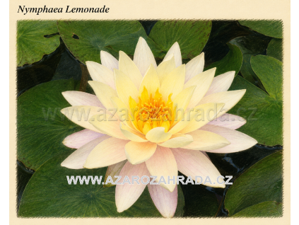 Nymphaea lemonade