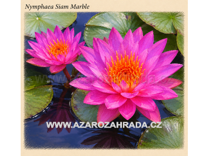 Nymphaea siam Marble