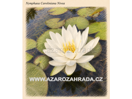 Nymphaea caroliniana Nivea